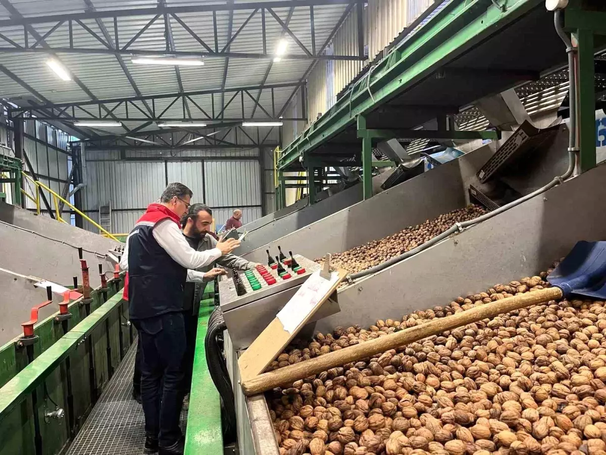 ceviz uretimi destekleniyor K4lnt6Yn.jpg
