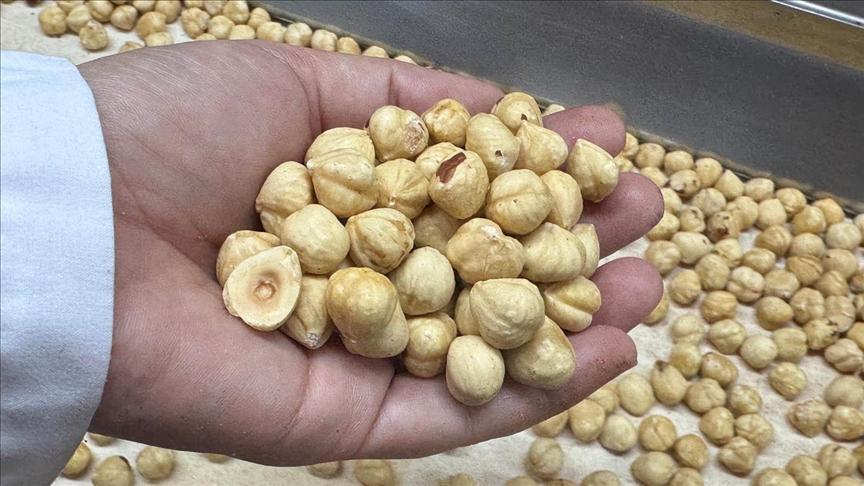 turkiye findik ihracatindan 351 milyon dolari askin gelir sagladi ds1h5MOX.jpg