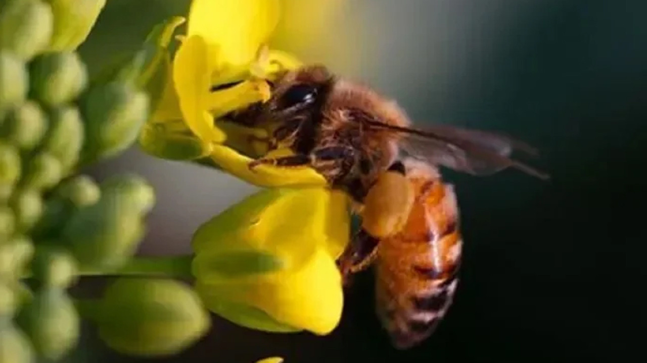 Baharın Gelişiyle Arıların Canlanması